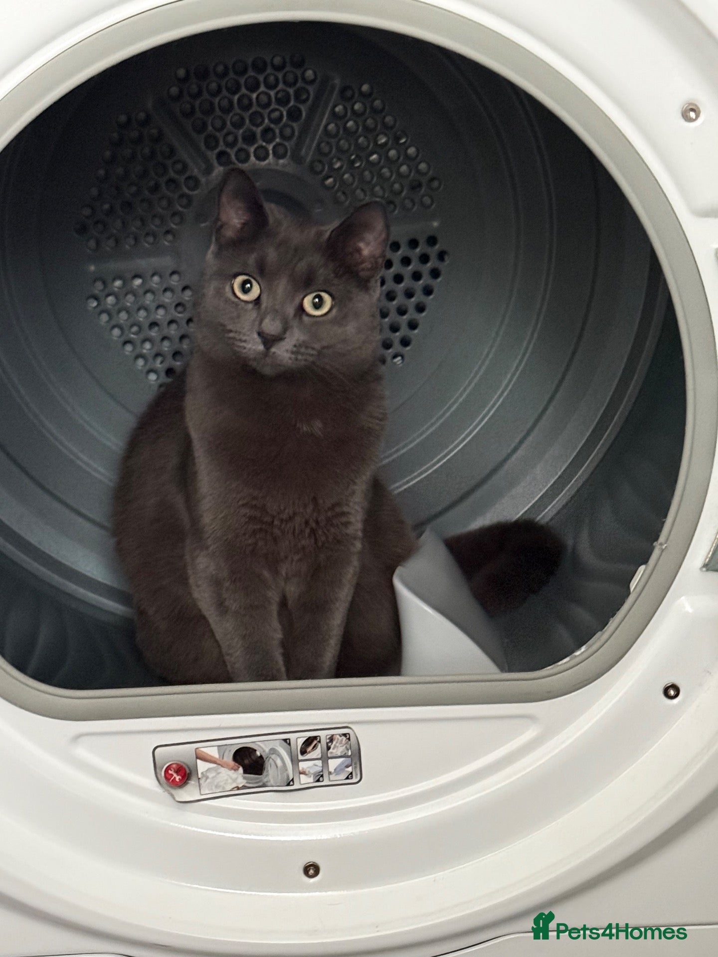 British Shorthair cats Reluctant Rehoming 💔 - Advert 2