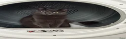 British Shorthair cats for sale: Reluctant Rehoming 💔 - Advert 2