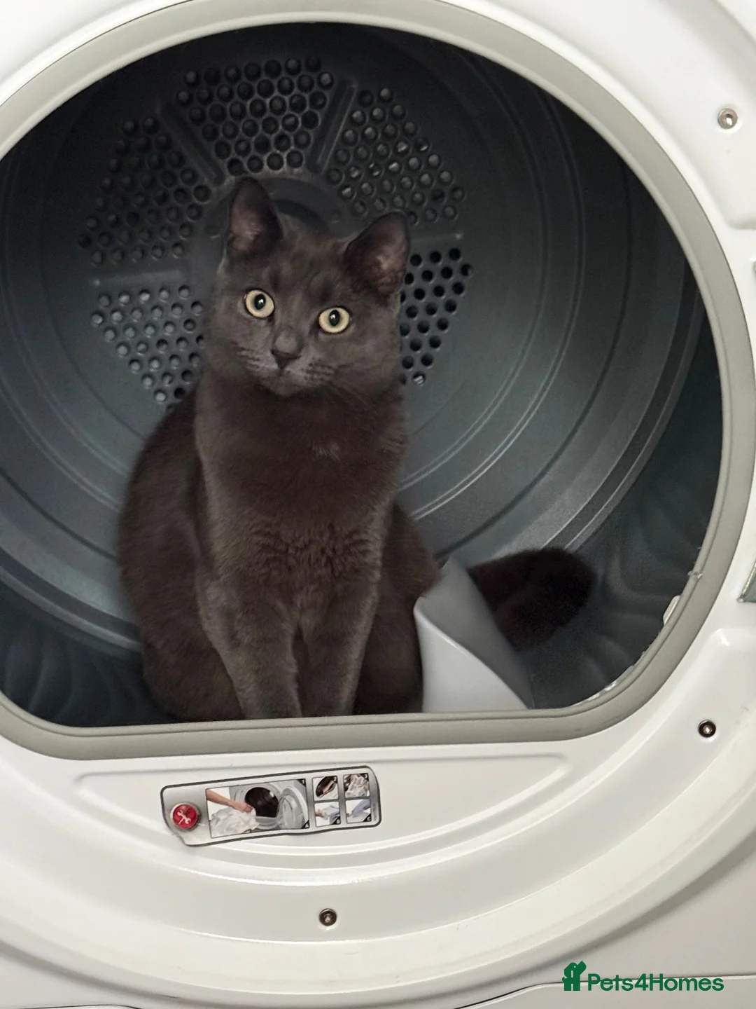 British Shorthair cats for sale: Reluctant Rehoming 💔 - Advert 2