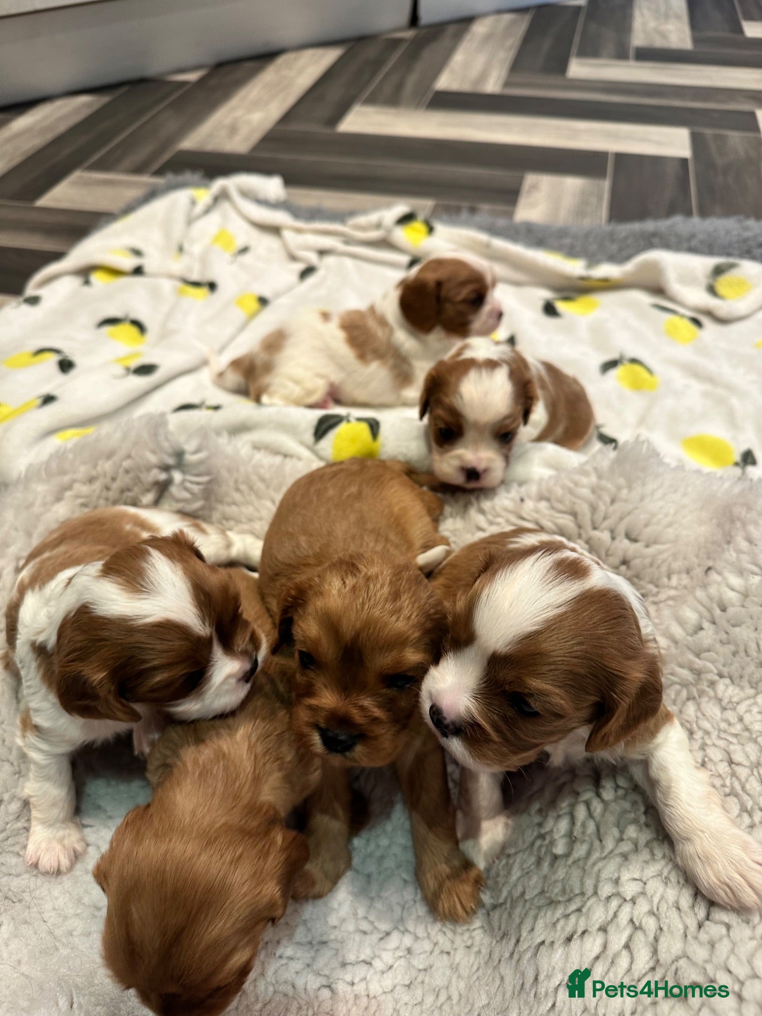 Cavalier King Charles Spaniel dogs 6 SWEET LITTLE BEAUTIES 2 boys 4 girls  - Advert 6