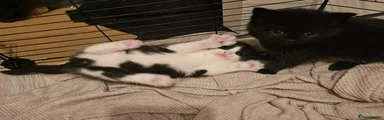 British Shorthair Kitten 1
