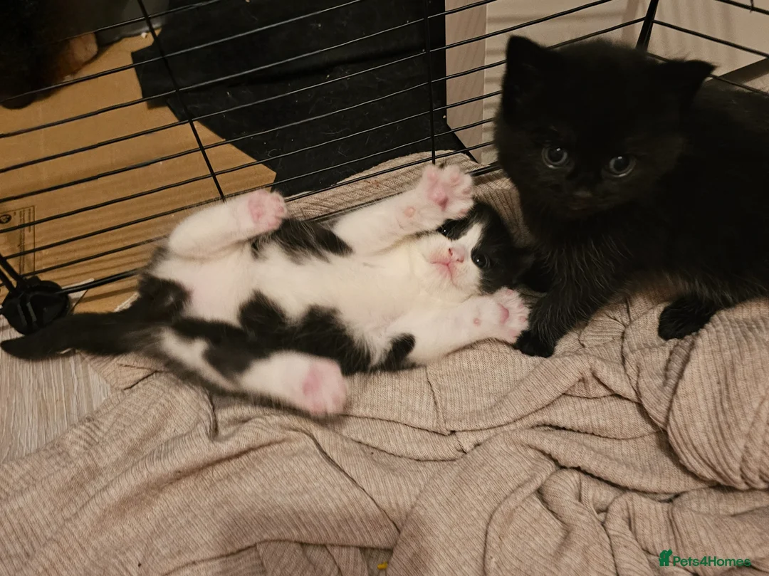 British Shorthair cats for sale: BSH X MAINECOON - Advert 19