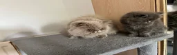 Persian cats for sale: Soo affectionate "Hand reared",persian kitten (M)  - Advert 20