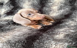 Miniature Dachshund dogs for sale: KC Registered Miniature Shorthaired Dachshund - Image 15