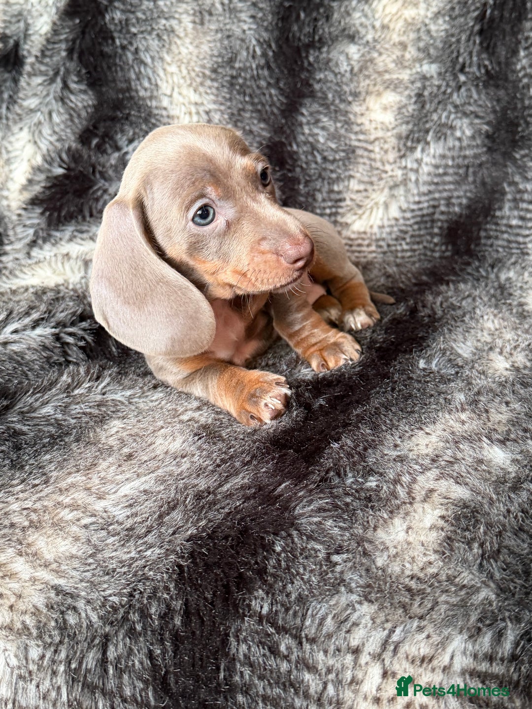 Miniature Dachshund dogs for sale: KC Registered Miniature Shorthaired Dachshund - Image 15