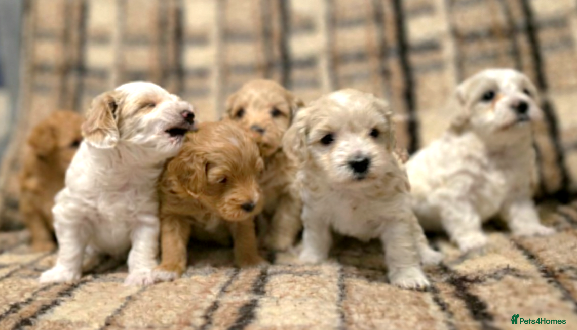 Maltipoo dogs Loving F2 Maltipoo Puppies Raised at Home 🐾 - Advert 14