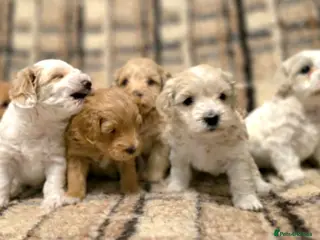 Maltipoo dogs Loving F2 Maltipoo Puppies Raised at Home 🐾 - Advert 14