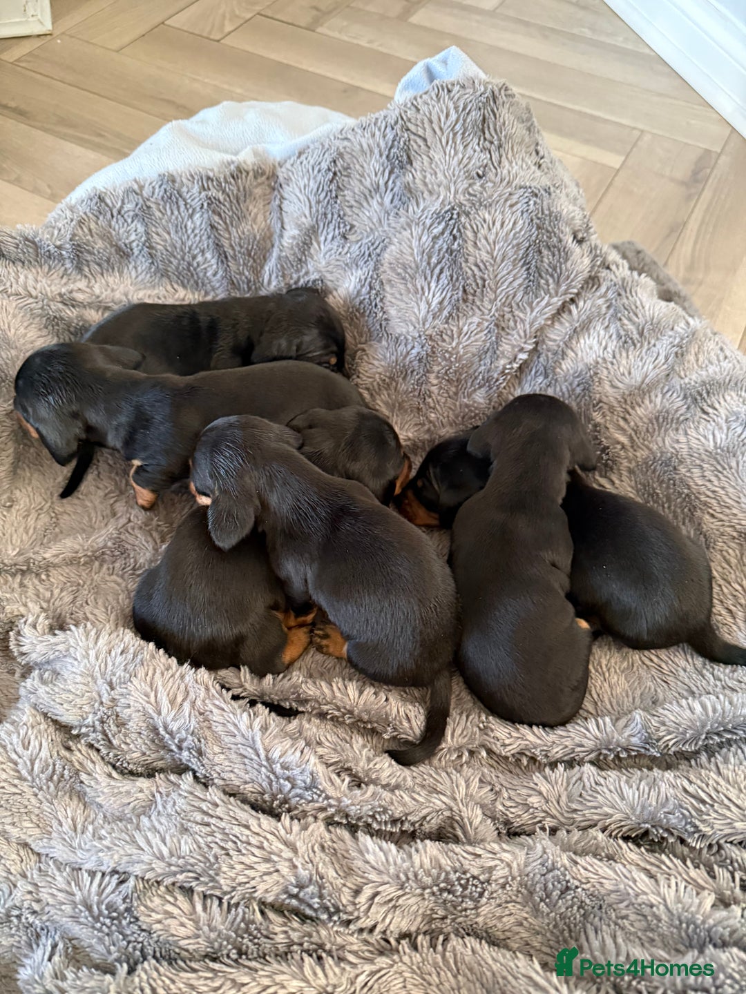 Miniature Dachshund dogs for sale: Black and Tan Miniature Dachshund Puppies  - Advert 2