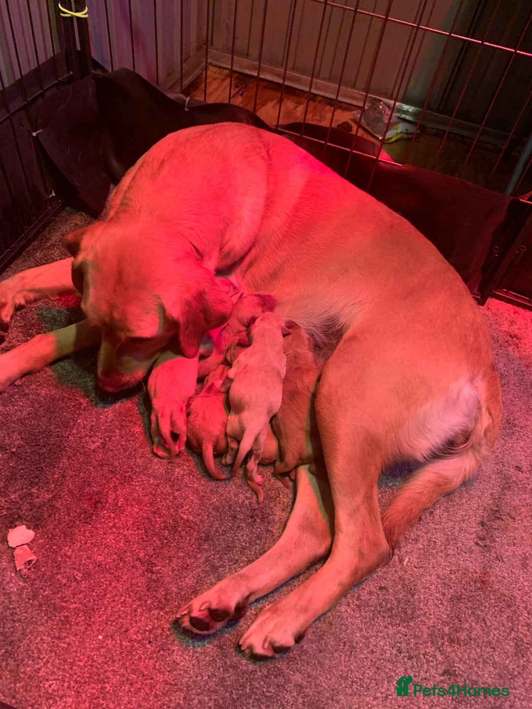 Labrador Retriever dogs for sale: Kc registered Labrador 5 star homes only  - Advert 8