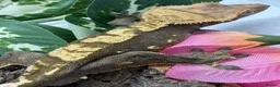 Gecko reptiles for sale: Crested gecko collection for sale  - Advert 10