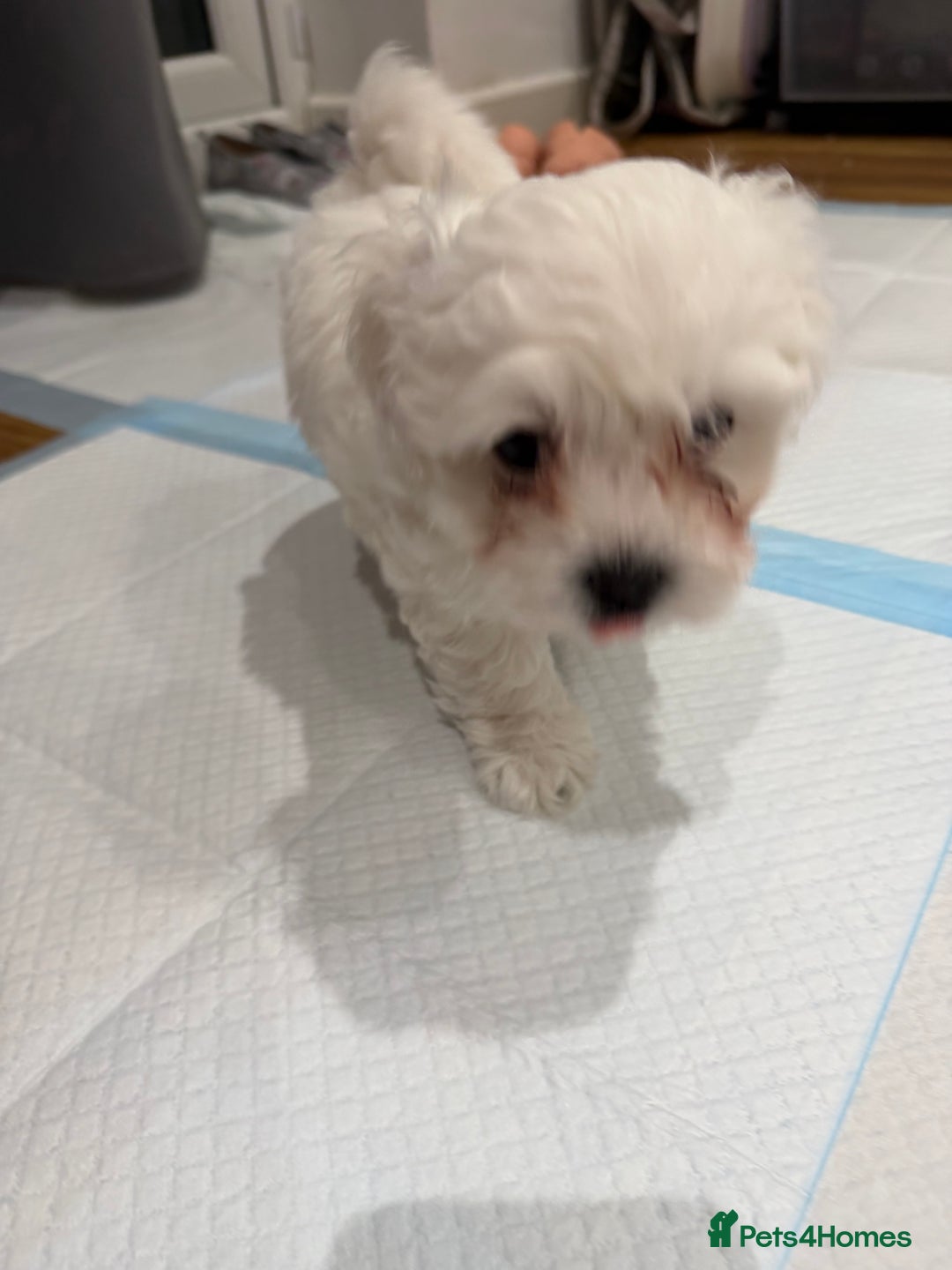 Maltese dogs for sale: Gorgeous Maltese puppies  - Advert 22