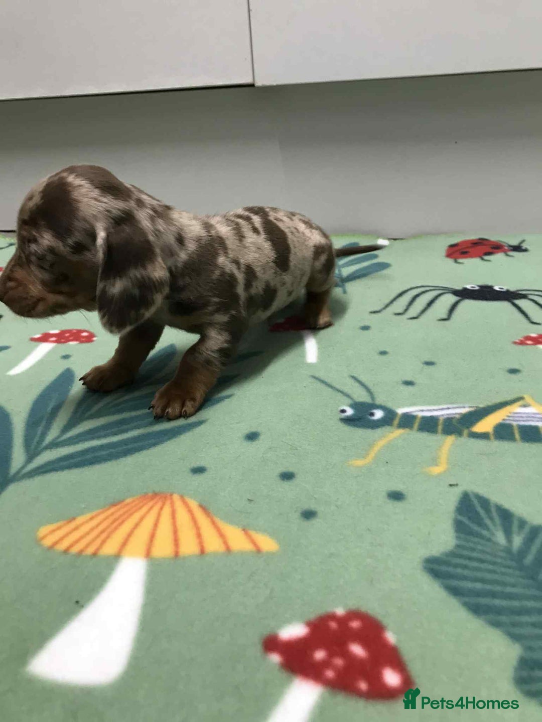 Dachshund dogs for sale: MINATURE DASHUNDS 3 boys  - Advert 5