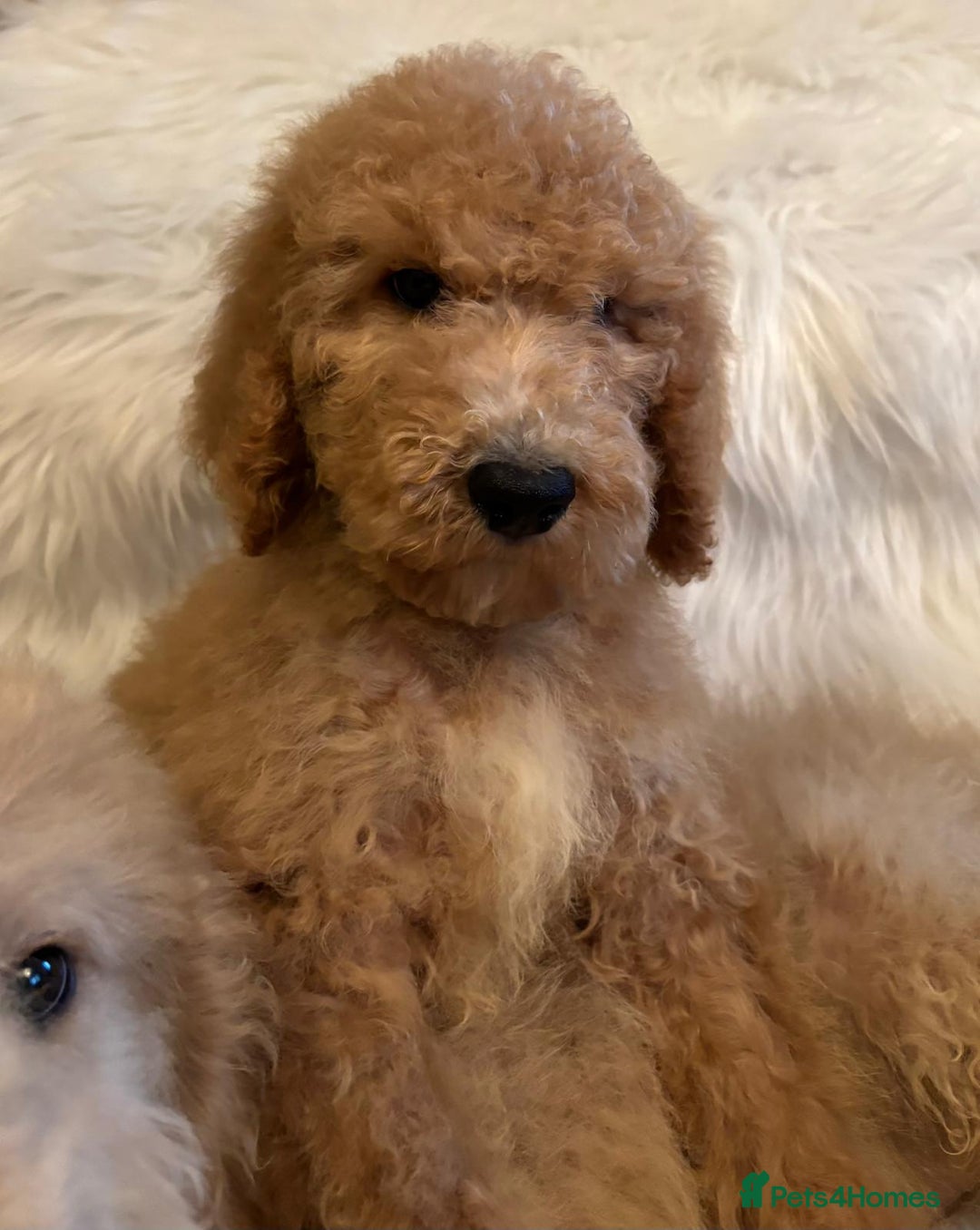 Bernedoodle dogs for sale: Bernedoodle standard F1b pups fluffy teddy bears - Advert 14