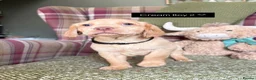 Cockerdor dogs for sale: GORGEOUS COCKERDOR PUPPIES💛🖤 - Advert 24