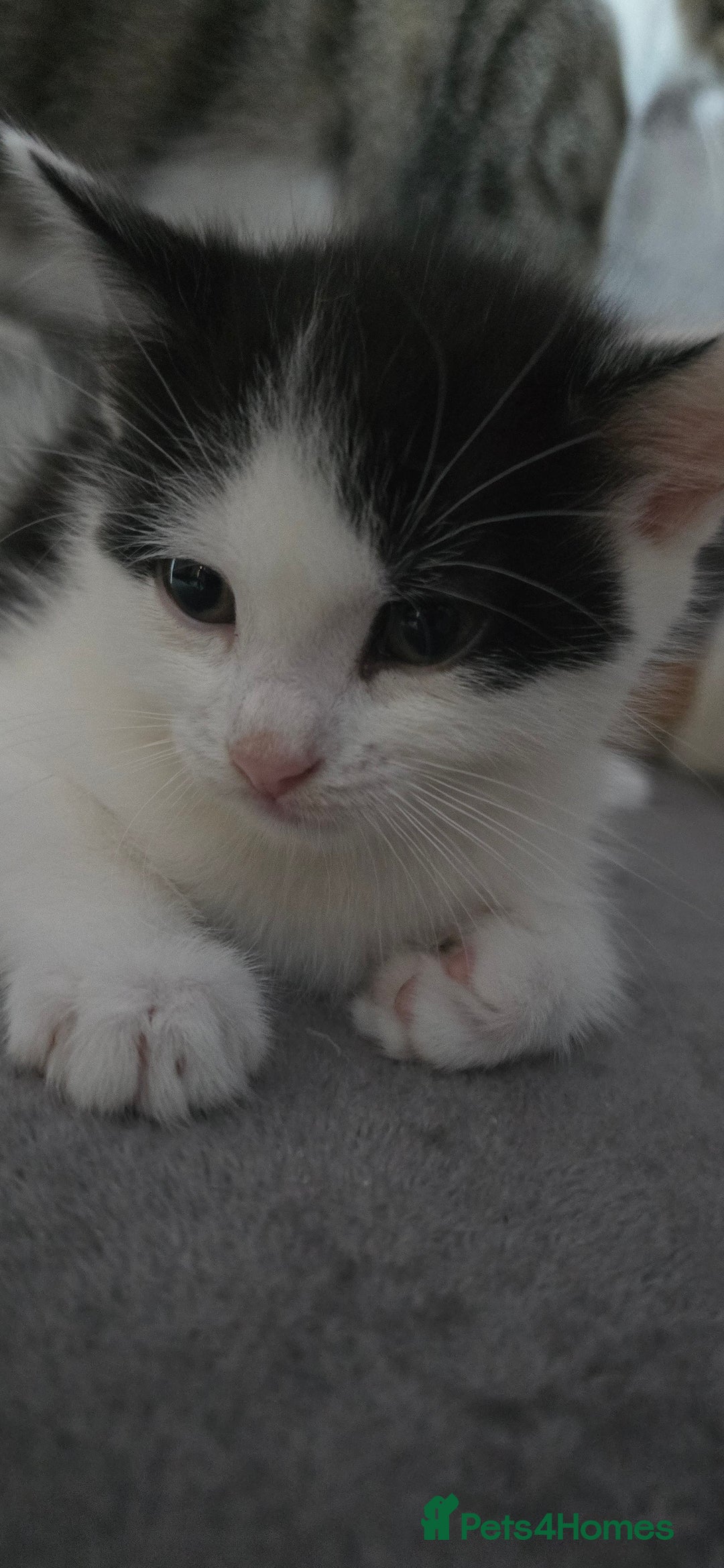 Mixed Breed cats for sale: Four Kittens for Sale - Advert 6