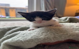 Domestic Shorthair cats for sale: Beautiful kittens, nearly ready for forever homes - Image 2