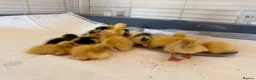 Ducks poultry for sale: Ducklings  - Advert 3