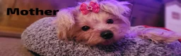 Yorkshire Terrier dogs for sale: 3 beautiful yorkie males - Advert 3