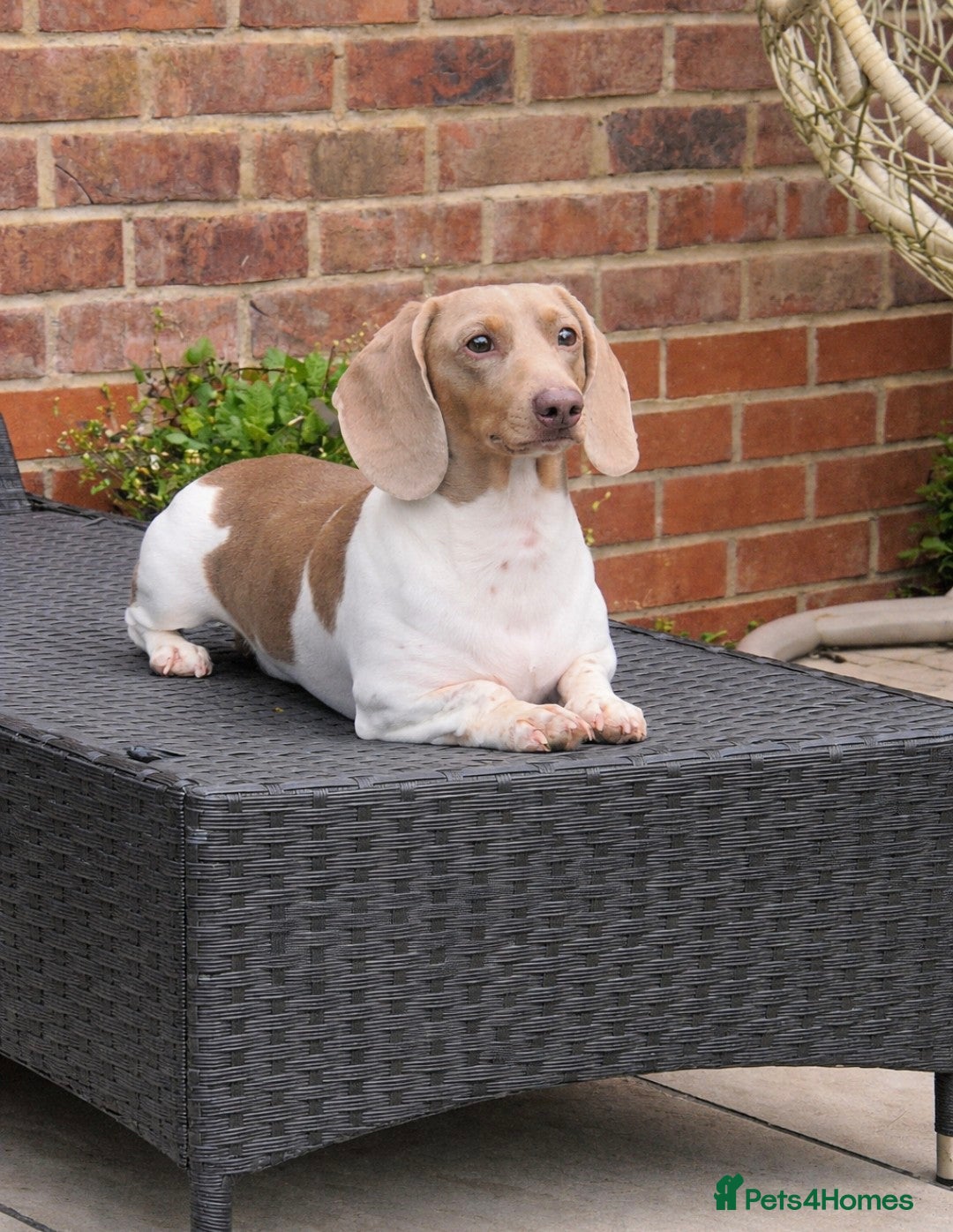 Miniature Dachshund dogs Isabella & Tan Piebald Miniature Dachshund STUD - Advert 19