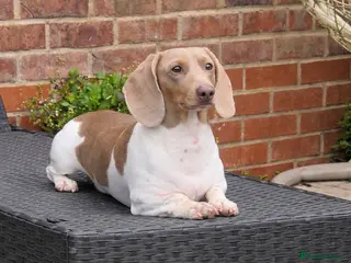 Miniature Dachshund dogs Isabella & Tan Piebald Miniature Dachshund STUD - Advert 19