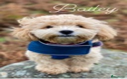 Maltipoo dogs for stud: Maltipoo Stud in Trowbridge - Image 17