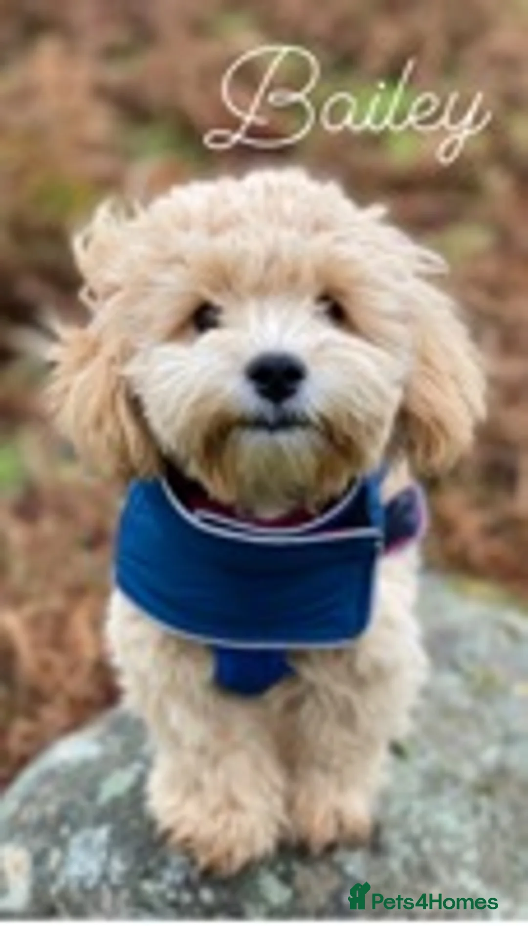 Maltipoo dogs for stud: Maltipoo Stud in Trowbridge - Advert 16