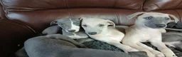 Whippet dogs for sale: High Quality Whippet pups Crufts - Advert 9