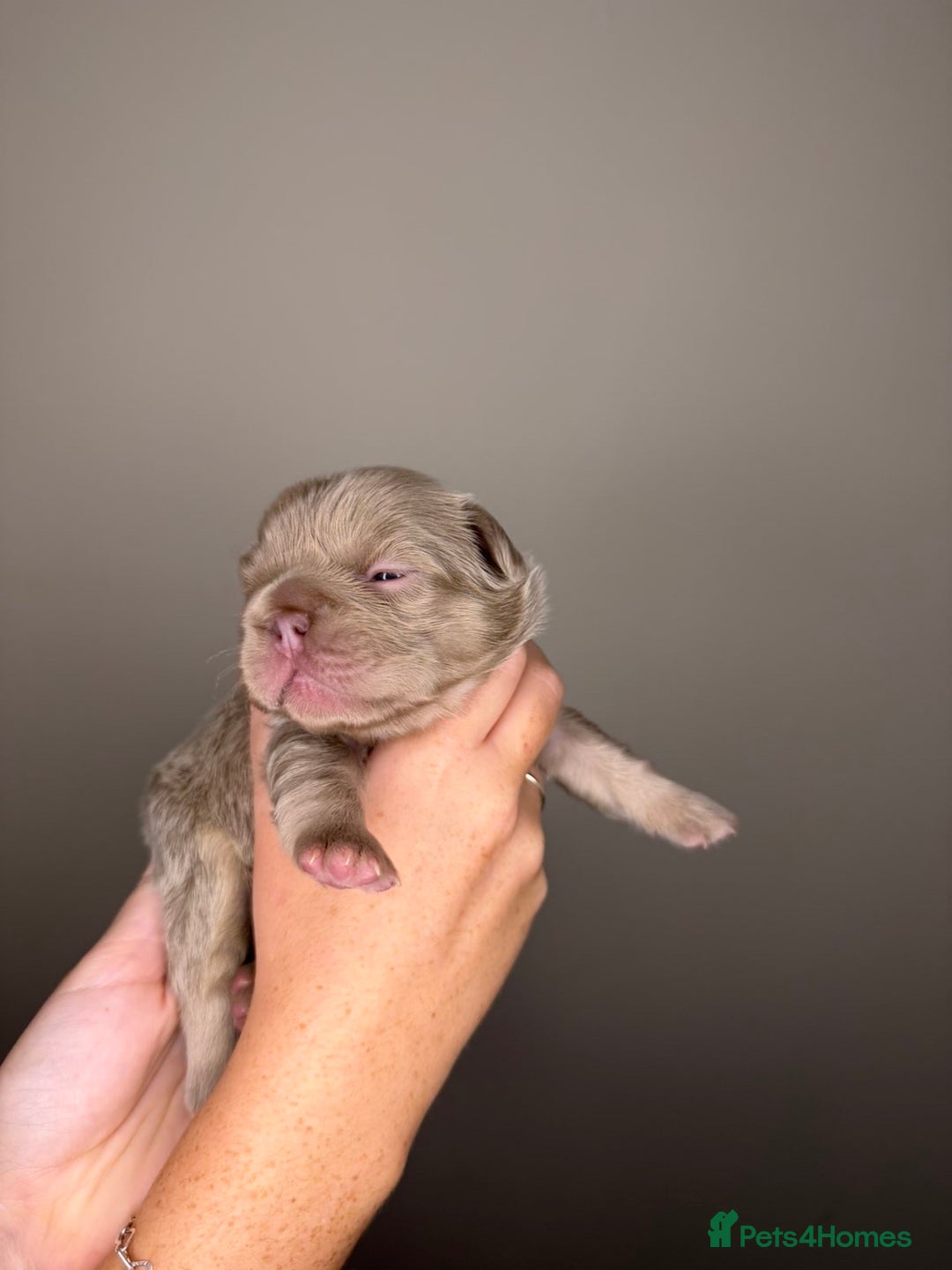 French Bulldog dogs for sale: French bulldog  - Advert 6