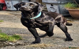 Labrador Retriever dogs for sale: KC Registered Black Labrador Puppies - Image 13