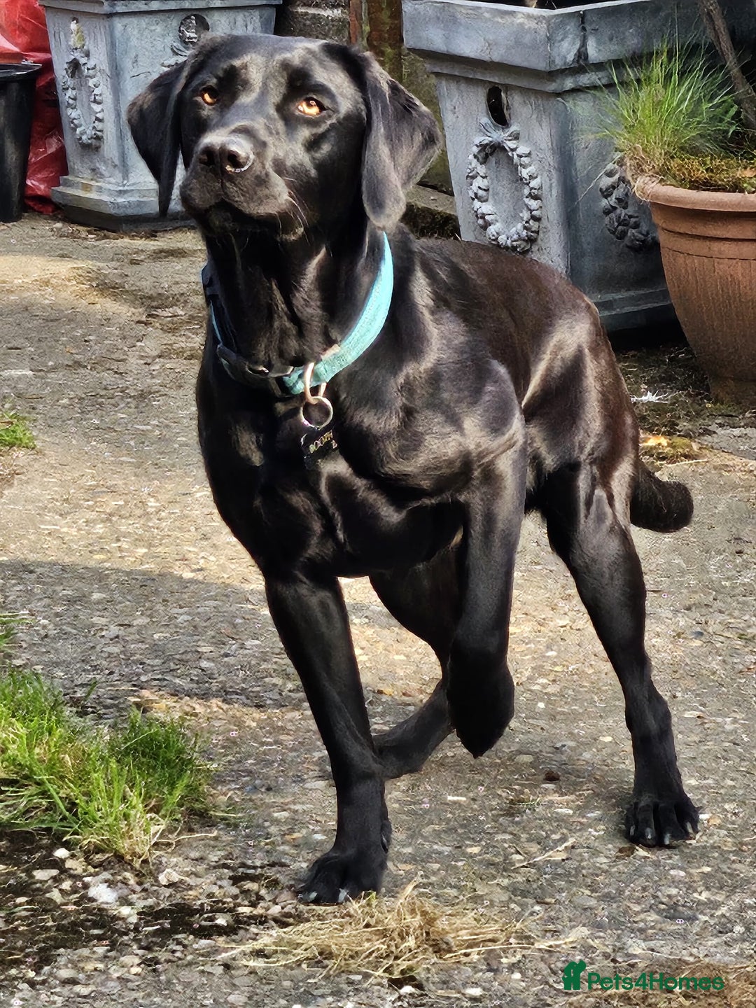 Labrador Retriever dogs for sale: KC Registered Black Labrador Puppies - Image 13