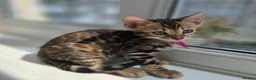 Bengal cats for sale: ⚜️Bengal kittens Tica registered ⚜️ - Advert 3