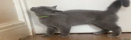 British Shorthair cats for sale: Championship line GCCF British Shorthair Kittens - Advert 12