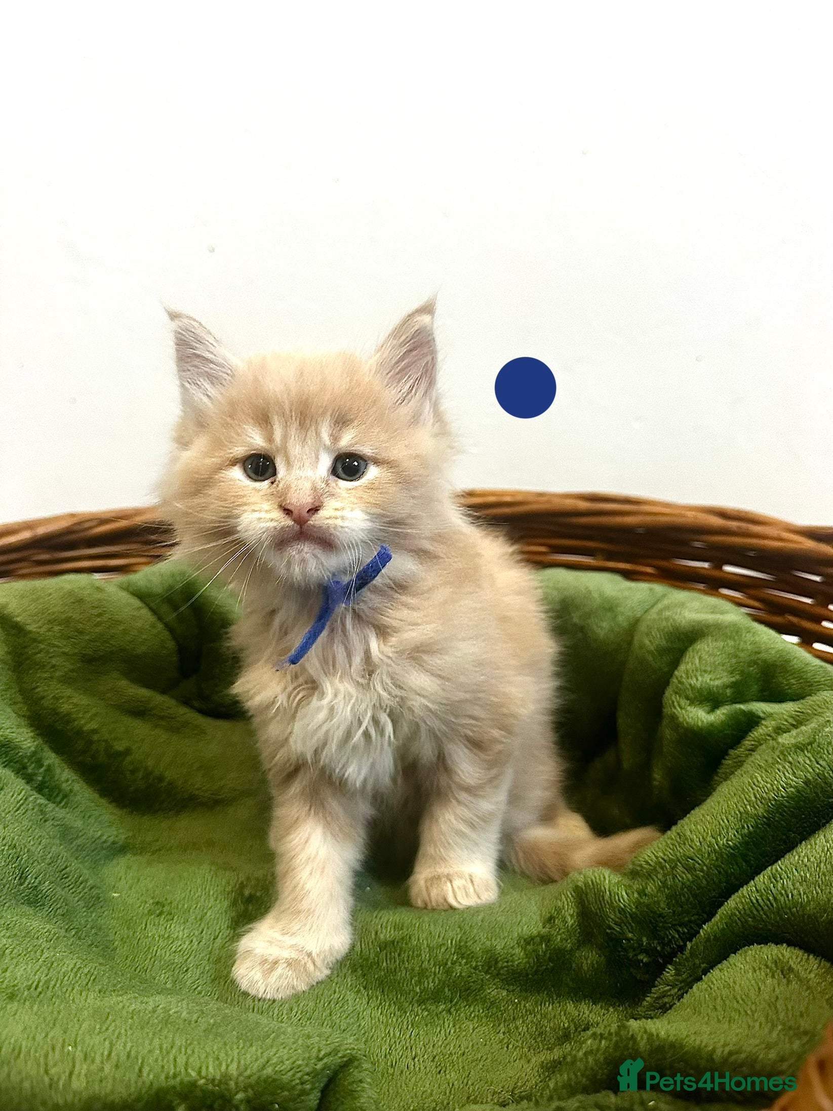 Maine Coon cats ❗️🐾Warning: Extremely Cute Maine Coon Kittens🐾❗️ - Advert 2