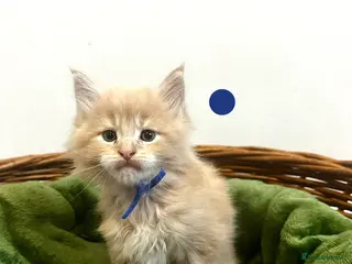 Maine Coon cats ❗️🐾Warning: Extremely Cute Maine Coon Kittens🐾❗️ - Advert 2