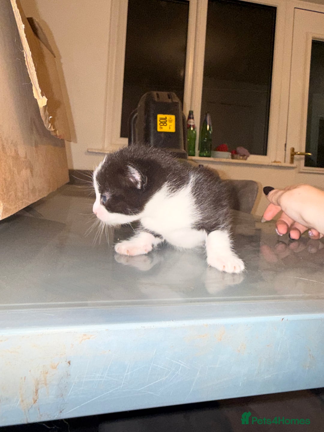 Mixed Breed cats for sale: 3 kittens for sale  - Advert 12