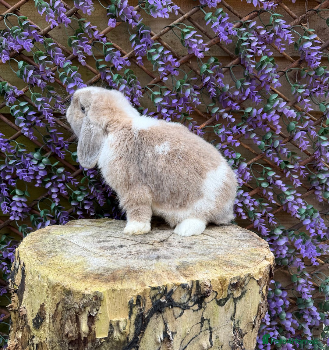 Mini Lop rabbits for sale: Mini lop  - Advert 4