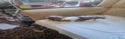 Shih Tzu dogs for sale: Shitzus puppies  - Advert 9