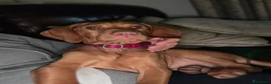 Hungarian Vizsla 1