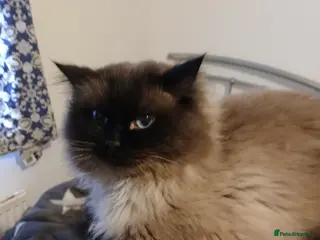 Ragdoll cats Micky elahi in Blackburn - Advert 7