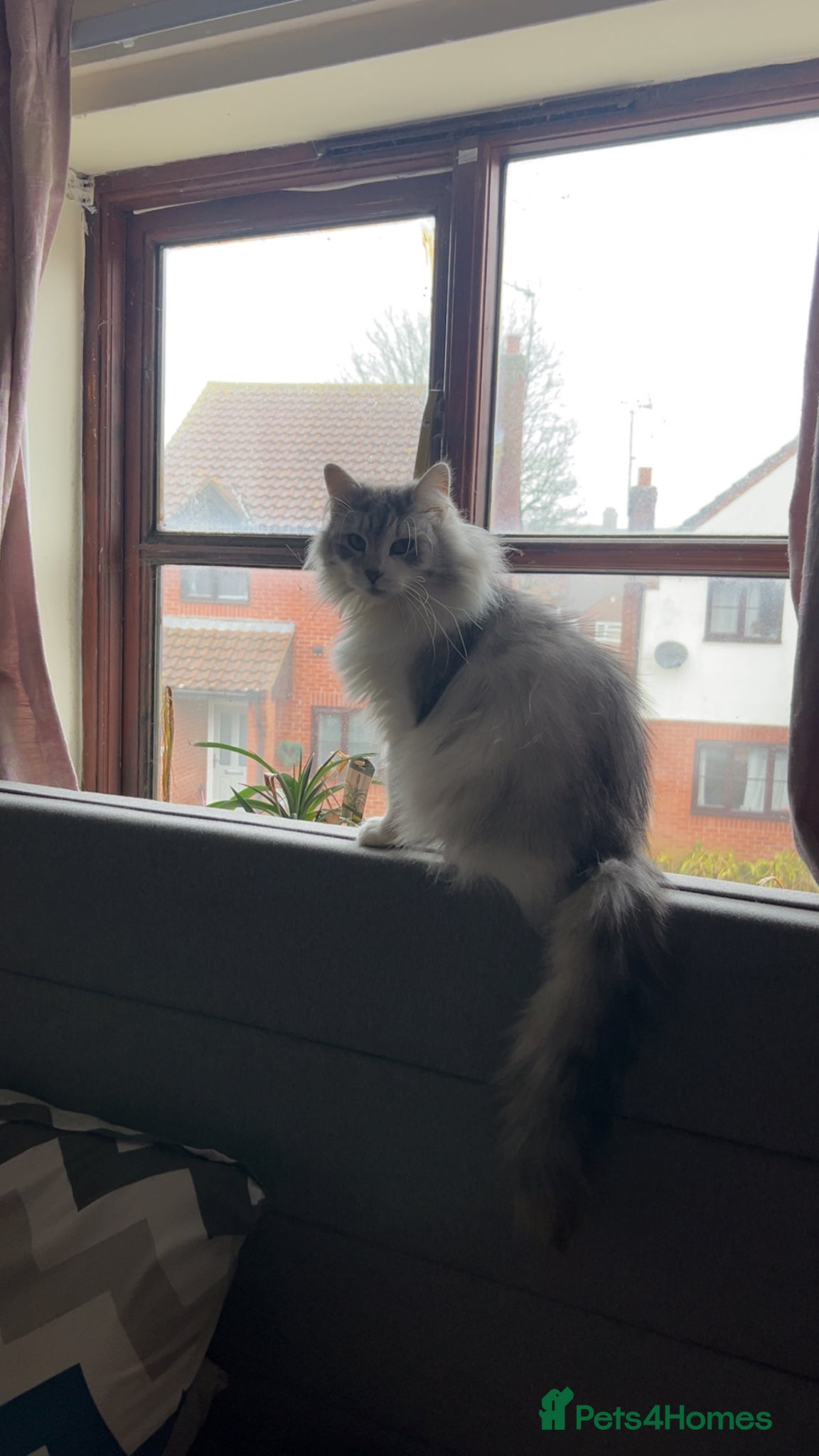 Mixed Breed cats Norwegian Forest x kittens - Advert 2