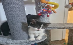 Mixed Breed cats for sale: Kittens - Image 6