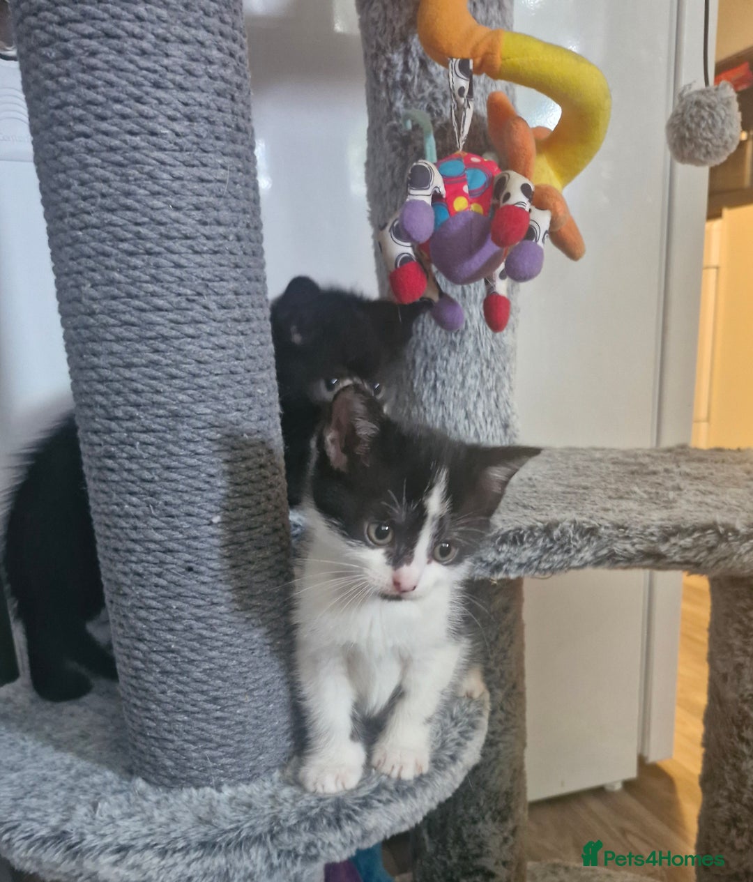 Mixed Breed cats for sale: Kittens - Image 6