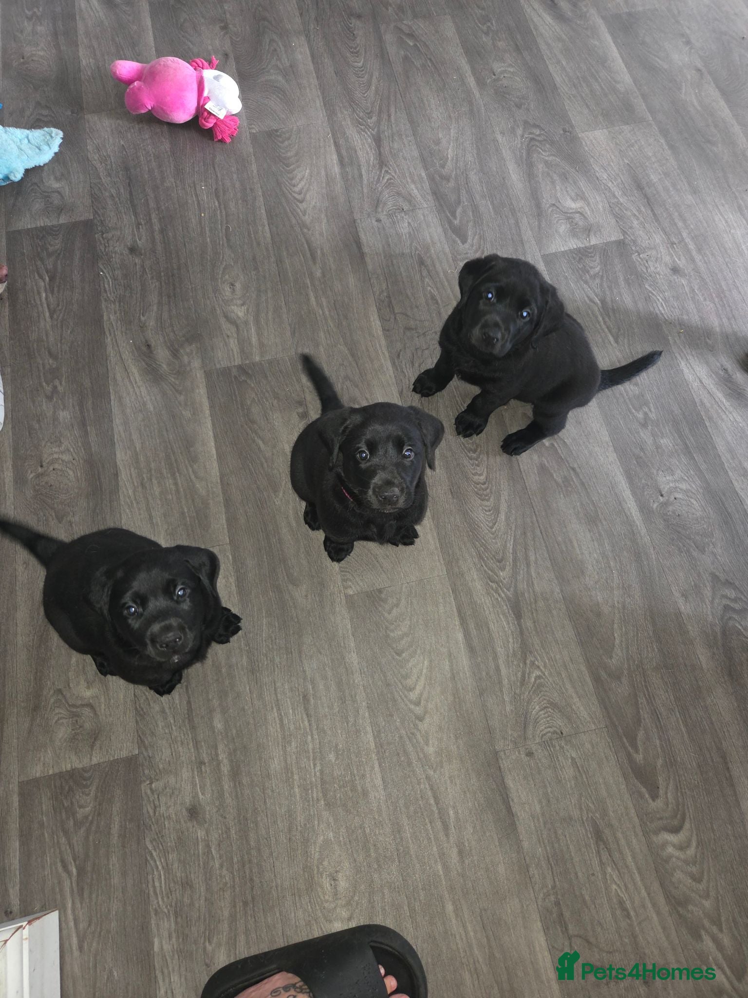 Labrador Retriever dogs Black lab puppies - Advert 1