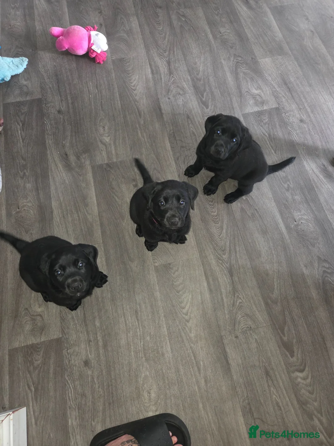 Labrador Retriever dogs for sale: Black lab puppies in Ipswich - Advert 1