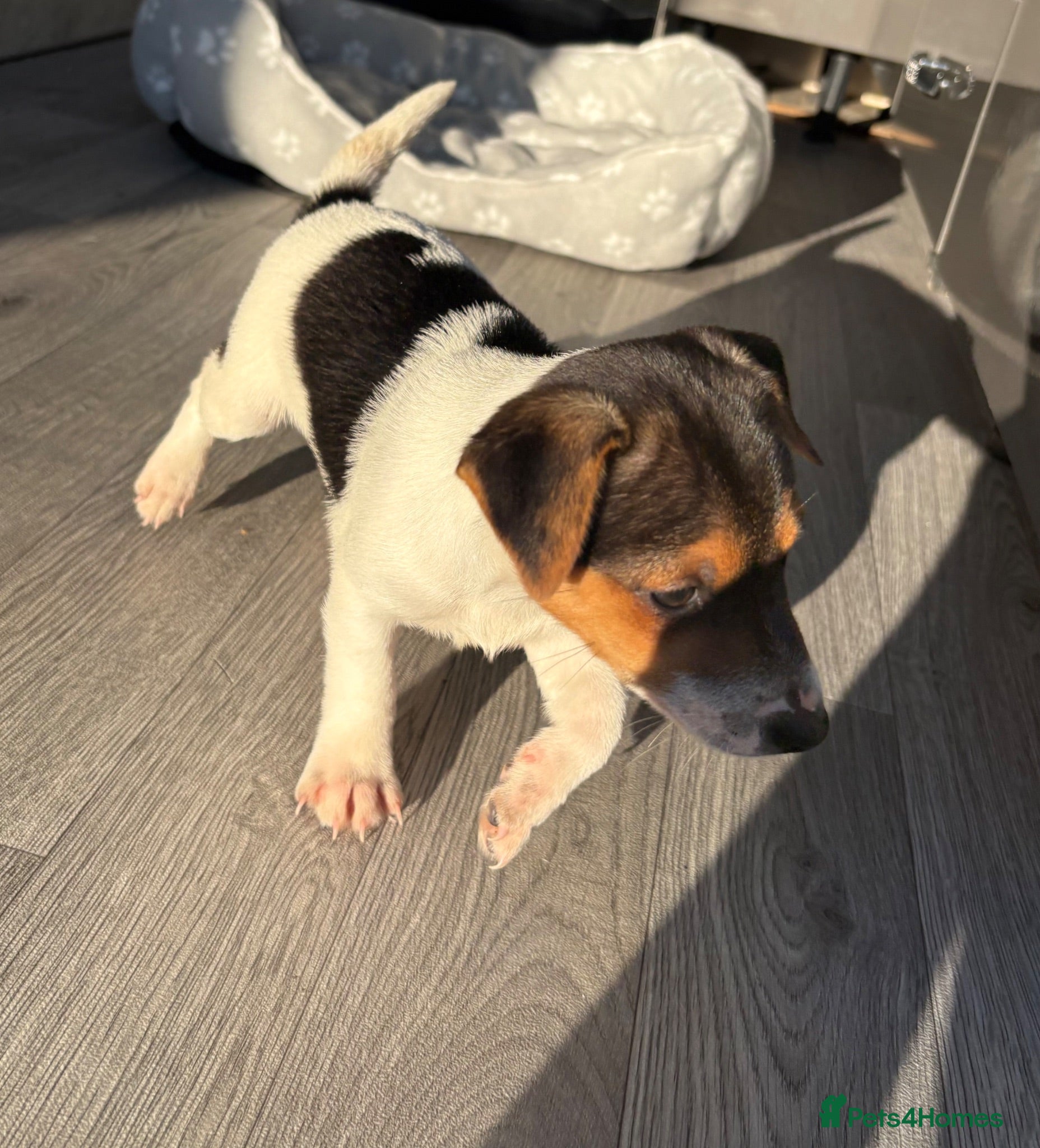 Jack Russell dogs Ready now Jack Russell puppies for sale!! - Advert 6