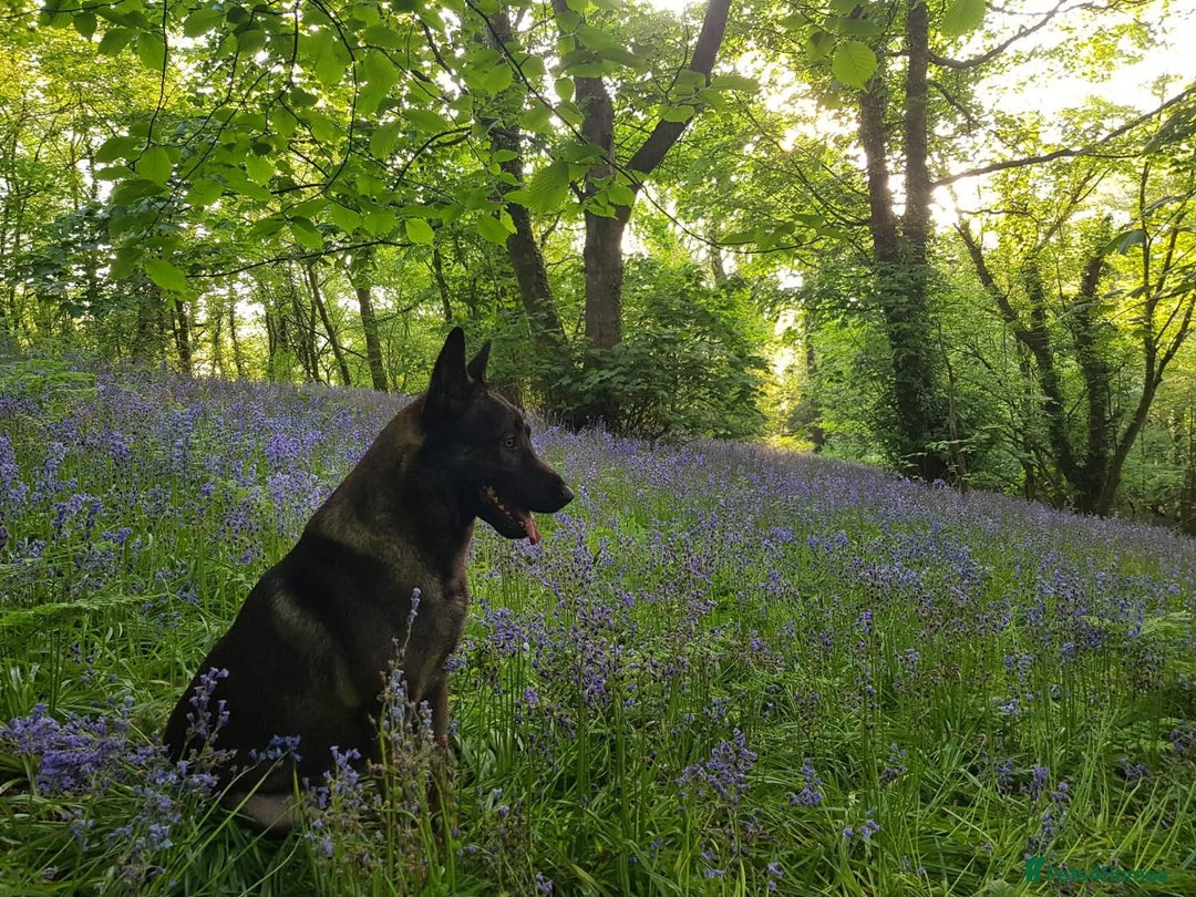 Belgian Shepherd Dog dogs for sale: Belgium sheperd male  - Advert 2