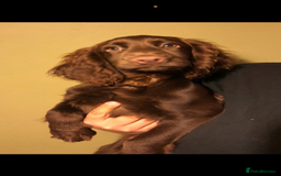 Cocker Spaniel dogs for sale: 5* Cocker Spaniel Puppy. - Image 1