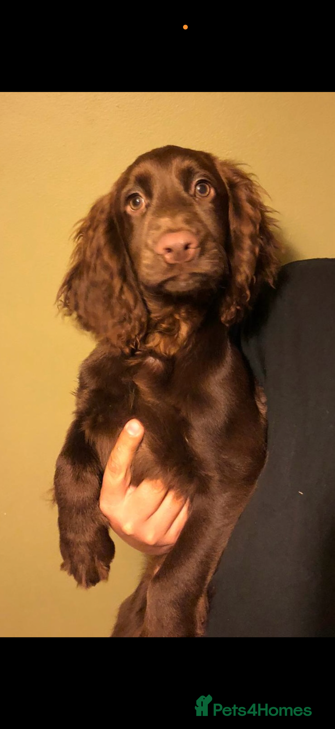 Cocker Spaniel dogs for sale: 5* Cocker Spaniel Puppy. - Image 1