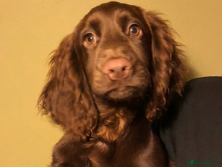 Cocker Spaniel dogs - Advert 17