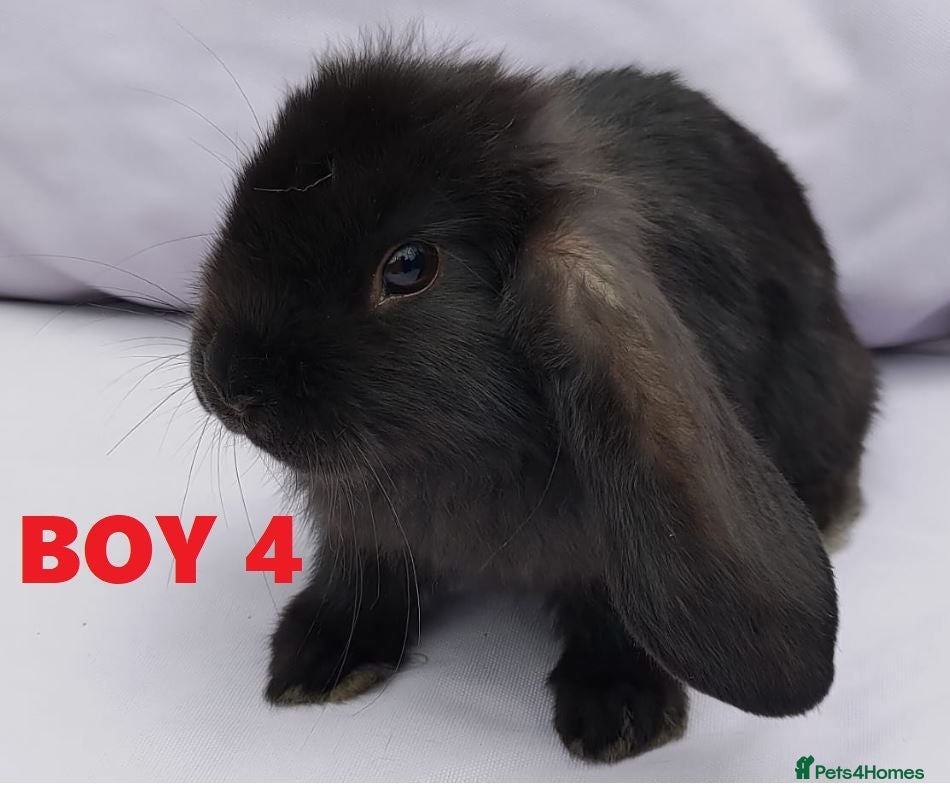 Mini Lop rabbits Cute French x Mini Lop Ready to Go. Must Read Pls! - Advert 2
